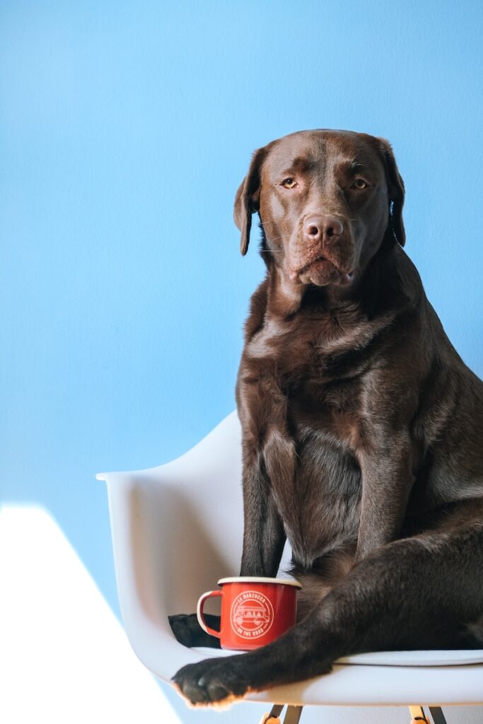 labrador training - brown short coated dog sitting on gray carpet