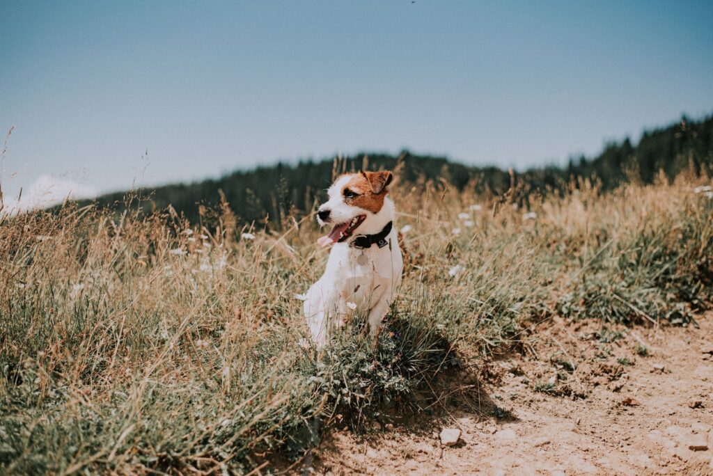 white and brown short coated dog on brown field during daytime