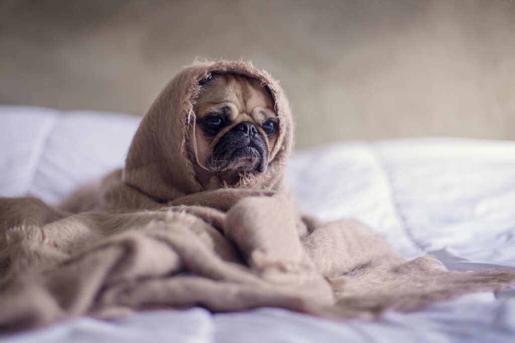 pug covered with blanket on bedspread - anxious dog training