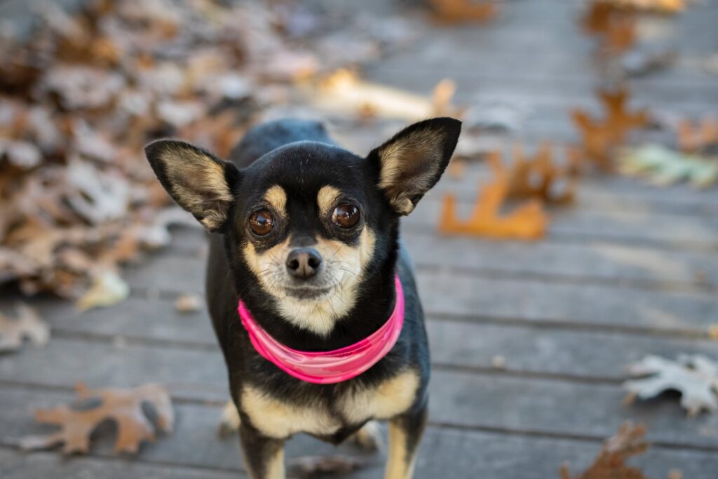 puppy training a black and brown chihuahua on gray wooden floor during daytime