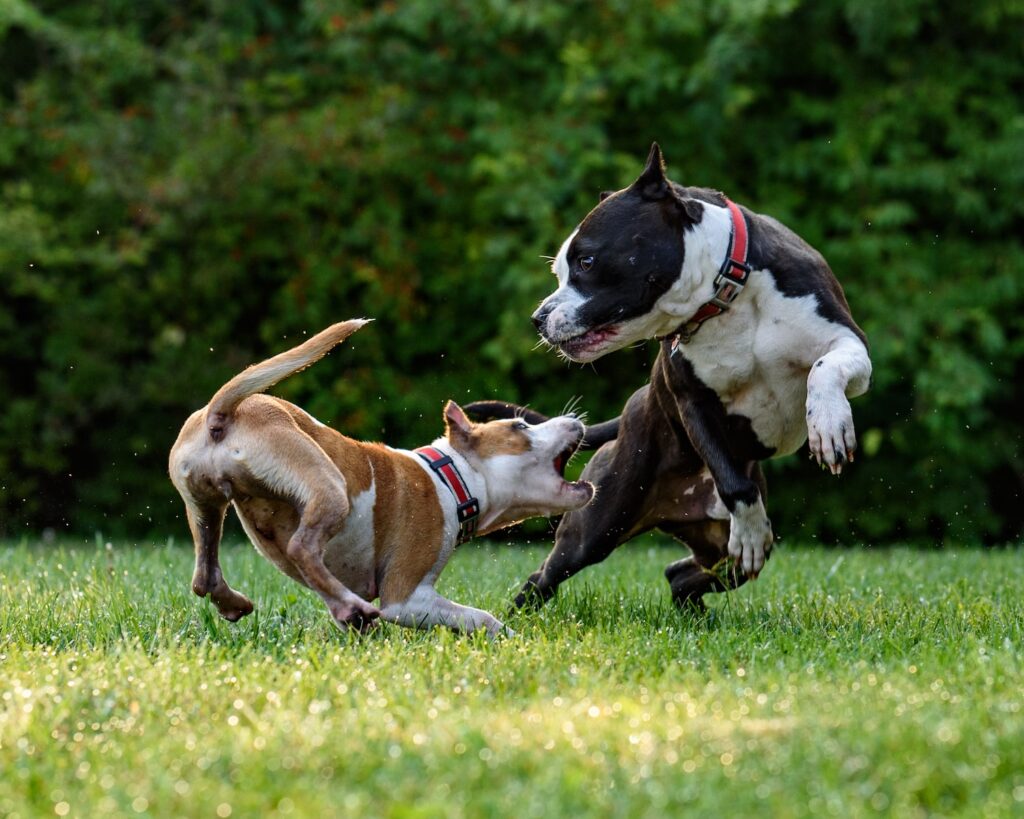 two short-coated brown and black dogs playing and biting