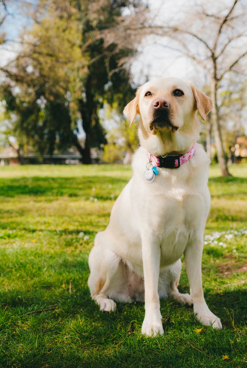 dog training labrador challenges