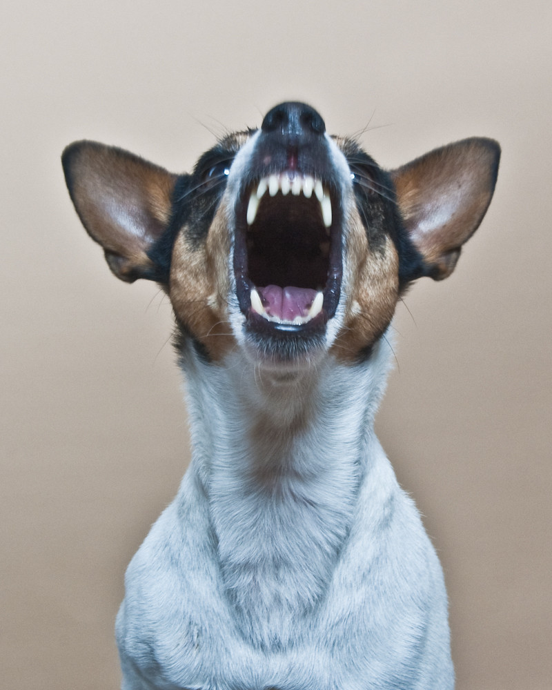 rat terrier dog training 101