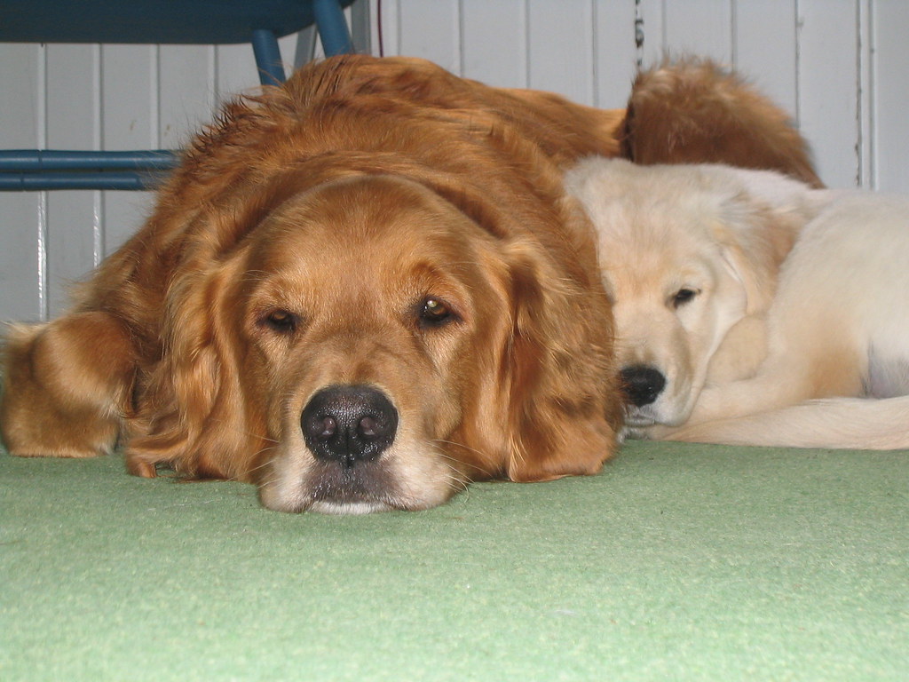 golden retriever training with friend