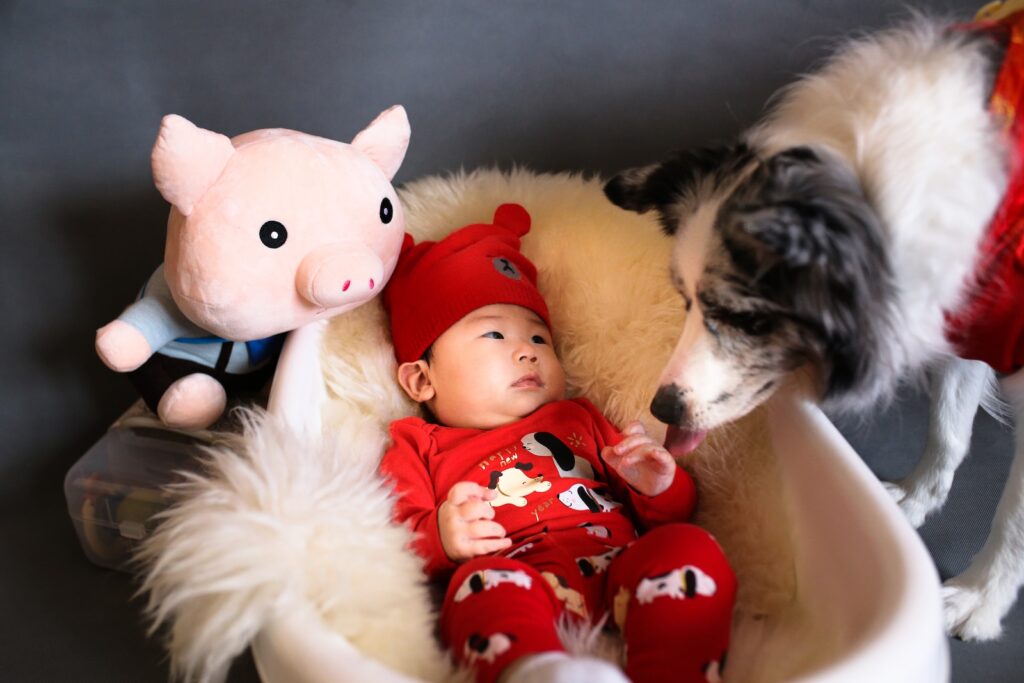 baby in bassinet with pig plush toy and white-and-black dog - dog training for babies