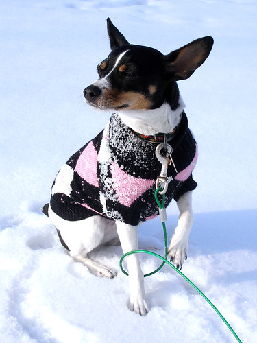 rat terrier training 2