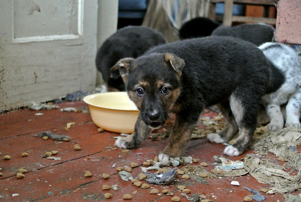 how to stop dog biting