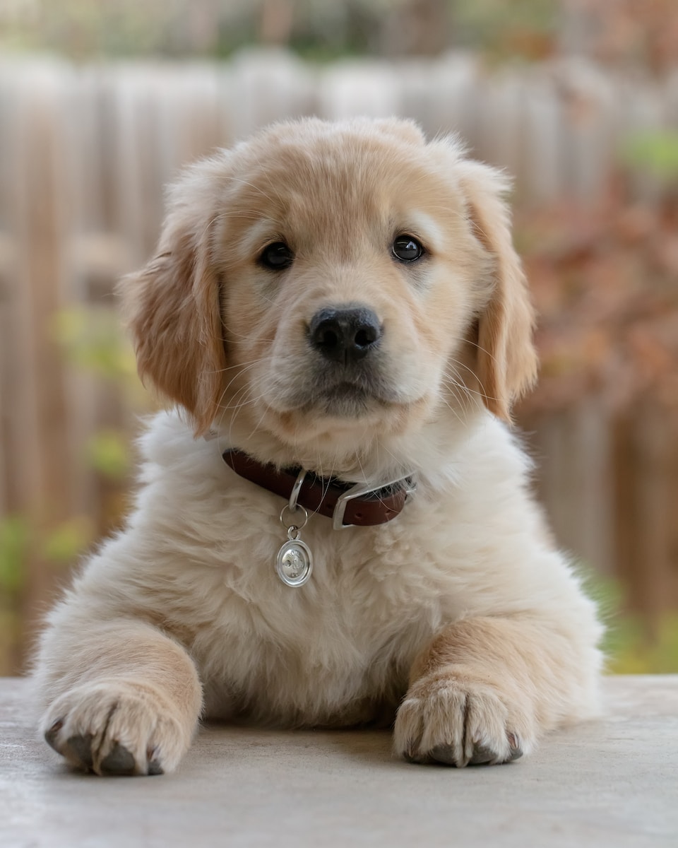 golden retriever puppy on focus photo - golden retriever training