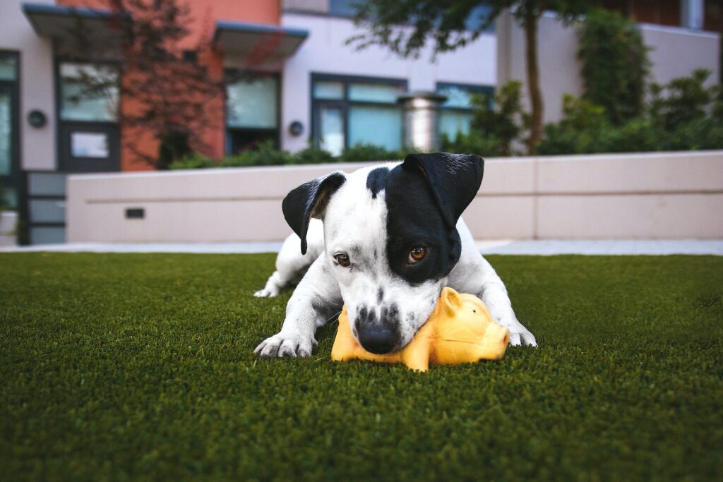 white and black American pitbull terrier bit a yellow pig toy lying on grass outdoor during daytime. dog training