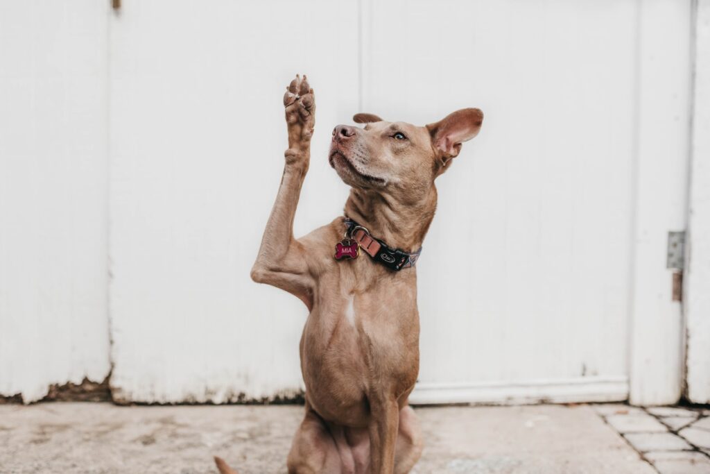 teach your dog to sit - and give paw!