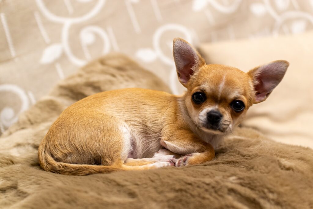 brown chihuahua training puppy on brown textile