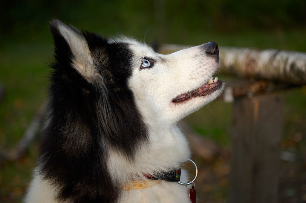 stubborn dog learning to sit