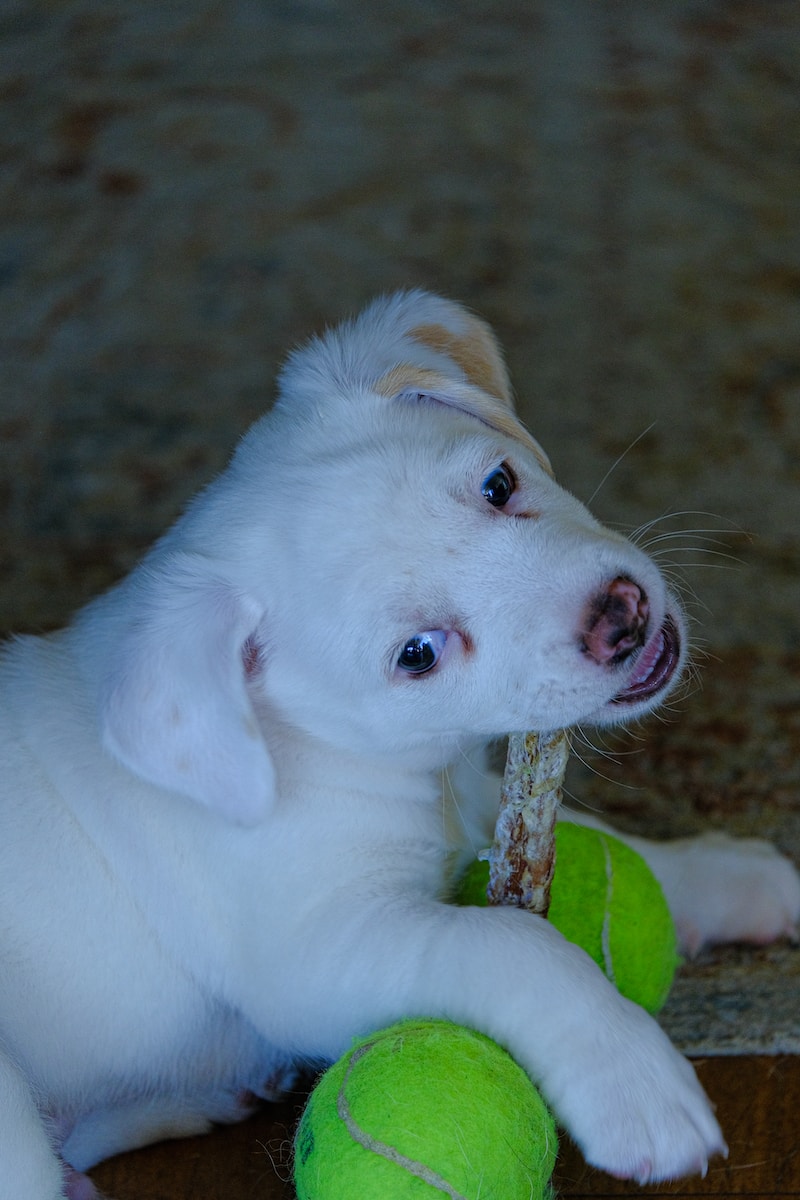 a white puppy chewing on a stick with tennis balls