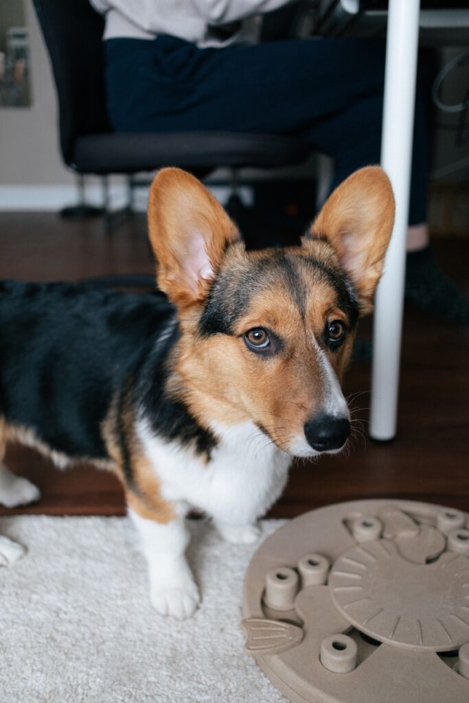 brown white and black corgi puppy