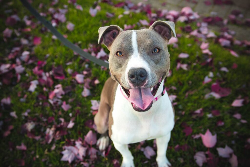 short-coat tan and white dog with grey leash - teach your dog to sit