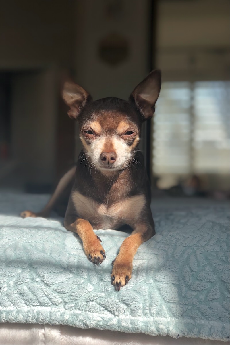 black and brown chihuahua training on white textile