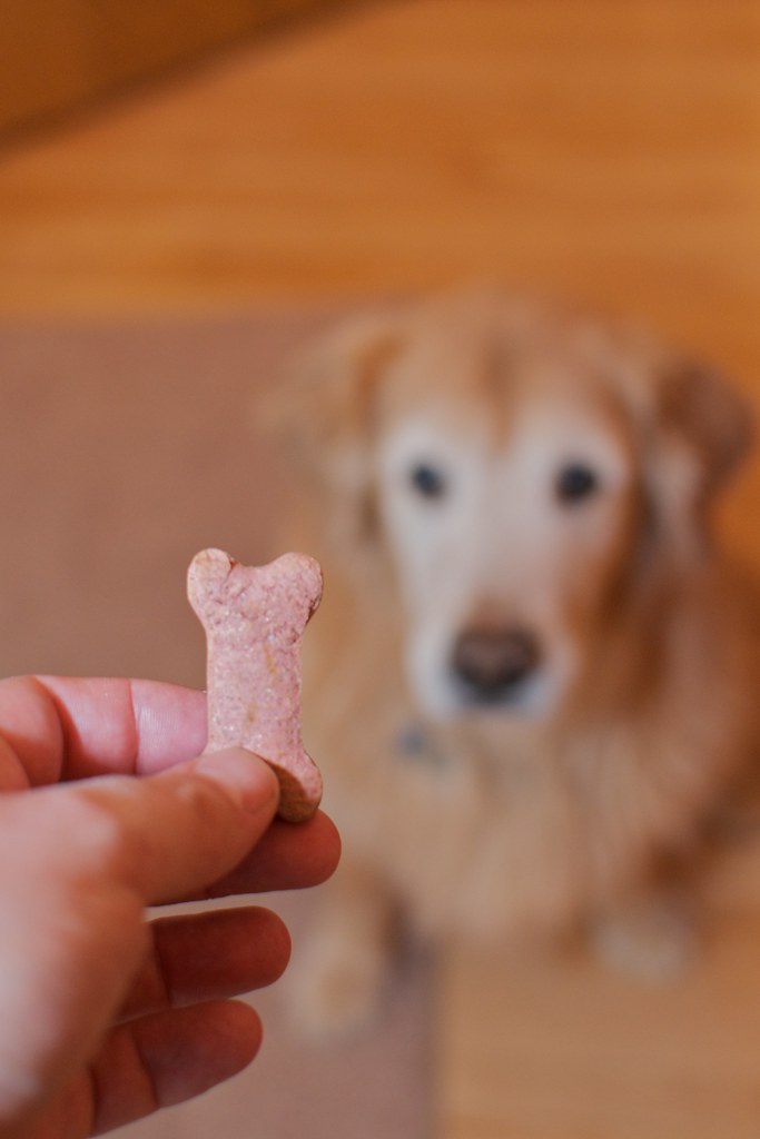 teaching a dog to stay