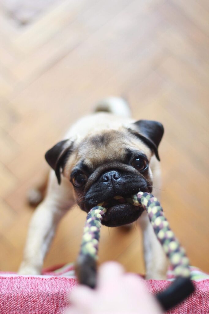 fawn pug puppy biting rope