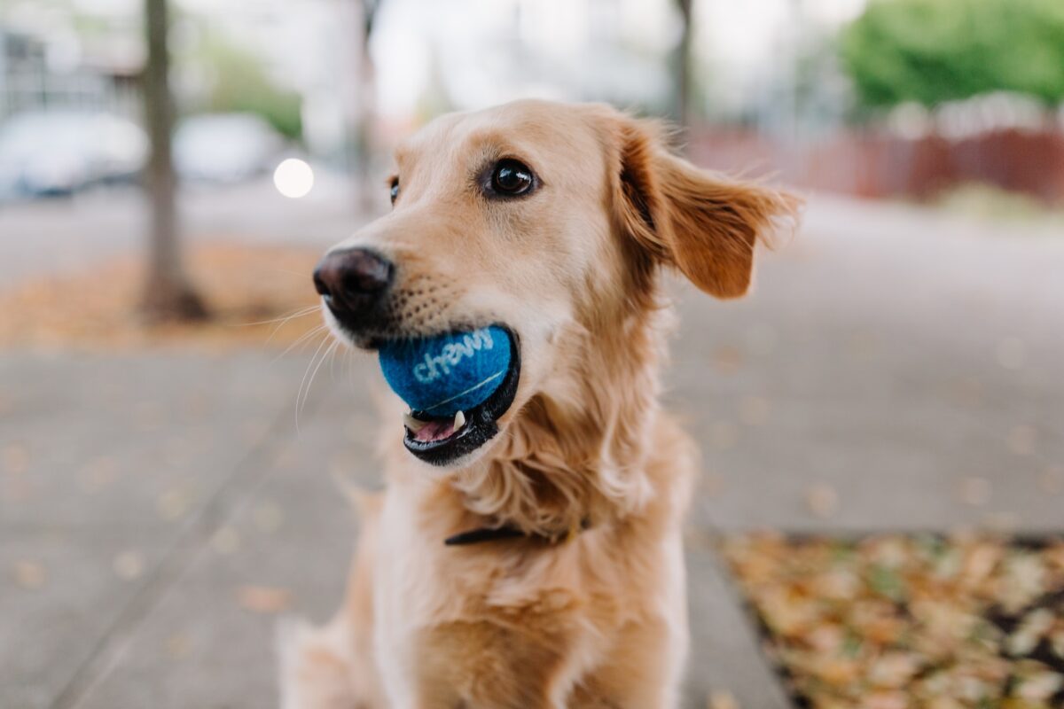 how to stop a dog from chewing