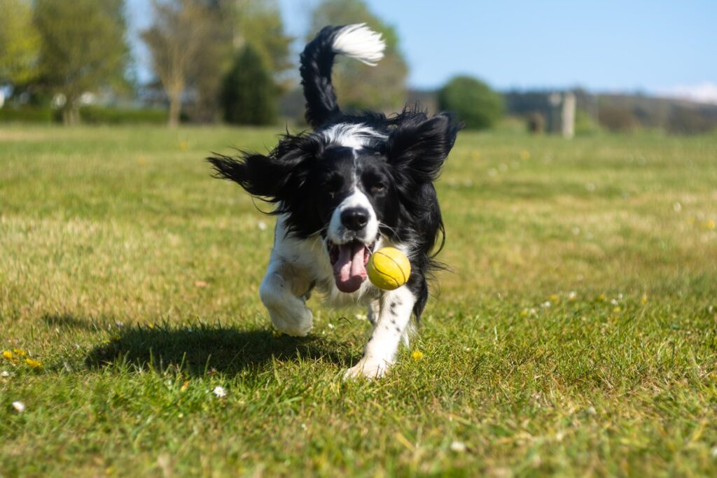 black and white border collie puppy playing with green ball on green grass field during daytime - dog fetch