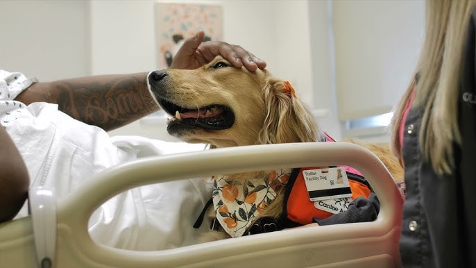  Dog Training for Hospital Visits: The Healing Power of Paws