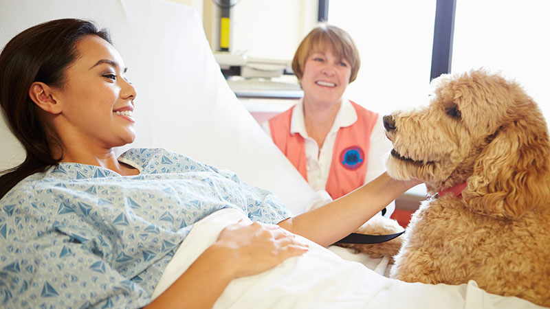 Dog Training for Hospital Visits