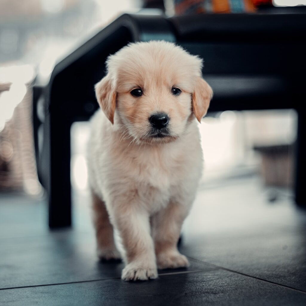 golden retriever puppy training sitting on floor