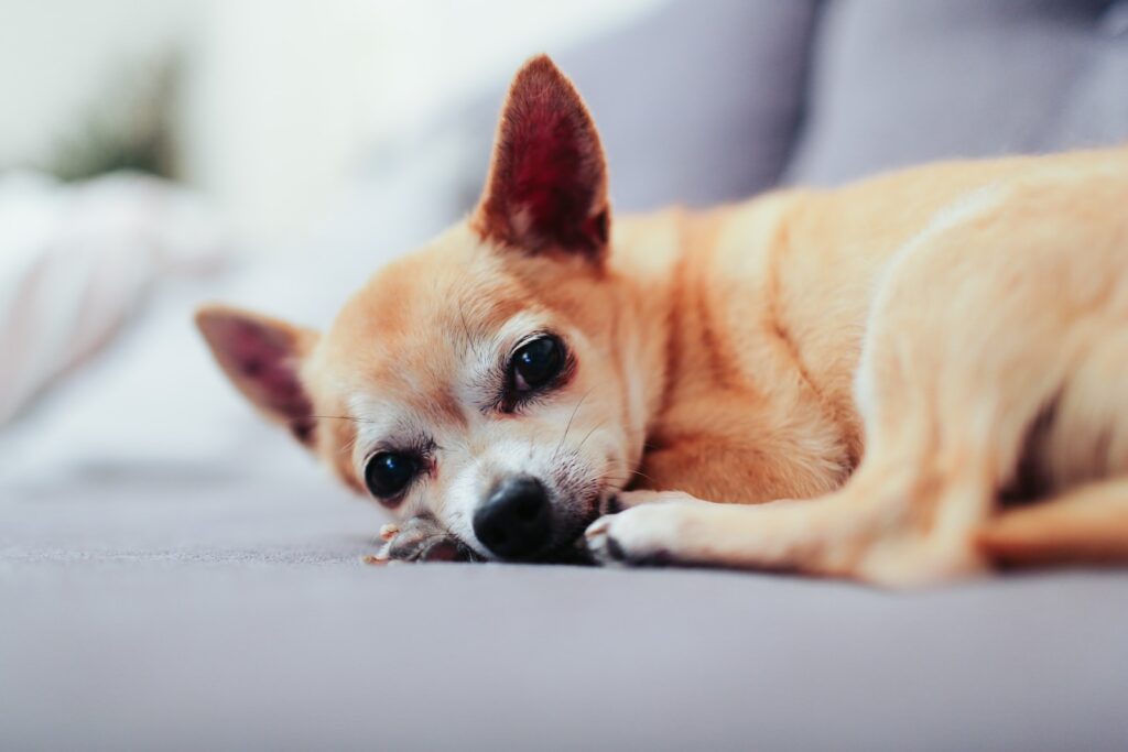 training a chihuahua lying on couch