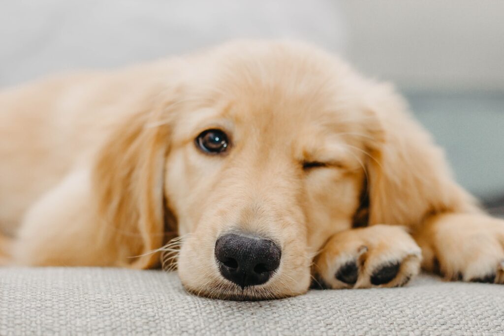 training a golden retriever puppy lying on white textile