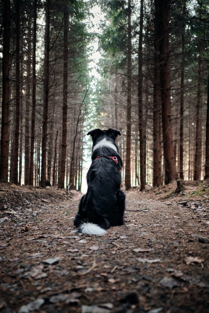 black and white border collie sitting on ground surrounded by trees during daytime dog training 101