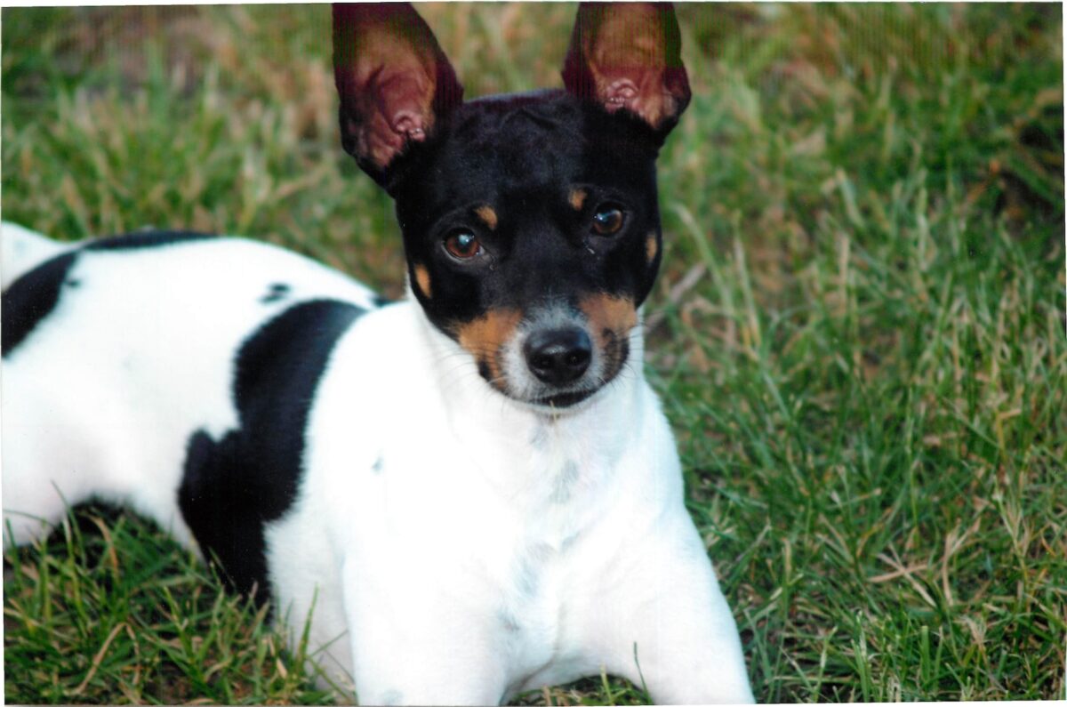 a small black and white dog laying in the grass