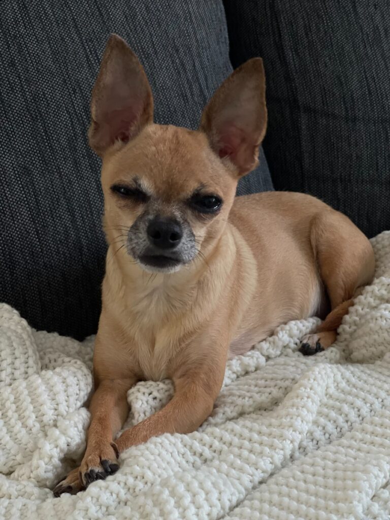 a small brown dog laying on top of a white blanket