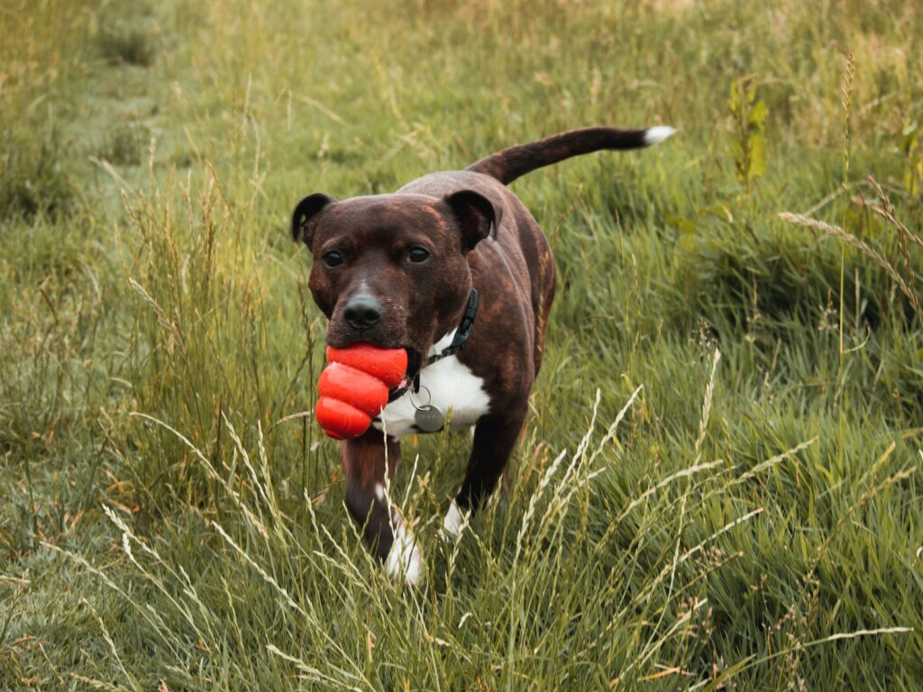 brown and white short coated dog on green grass field during daytime