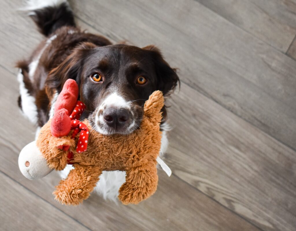 black and white short coated dog on brown bear plush toy dog fetch