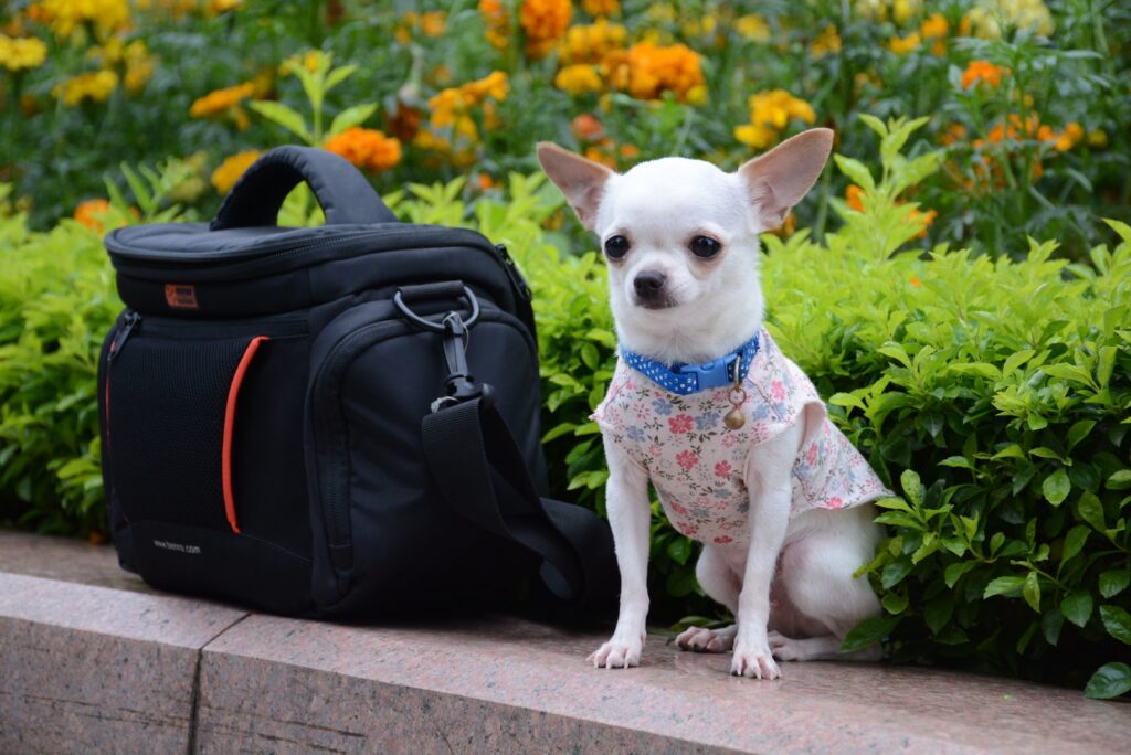 chihuahua training sitting beside camera bag