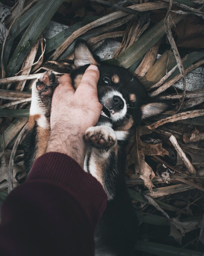 puppy biting