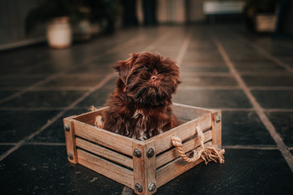 cute dog in crate for training