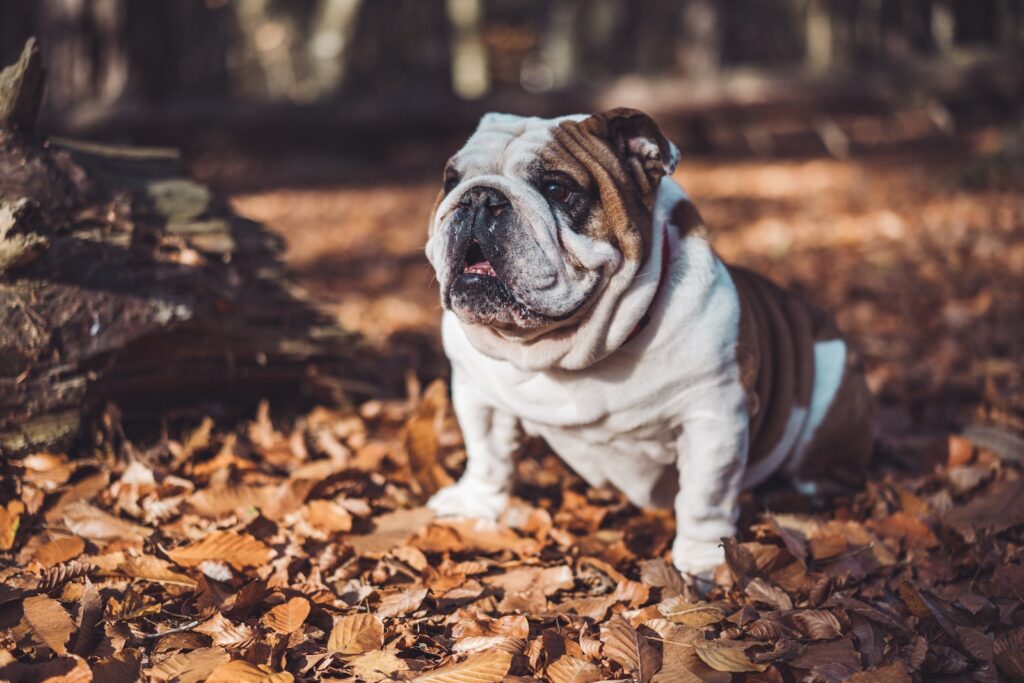 bulldog training: train your bulldog