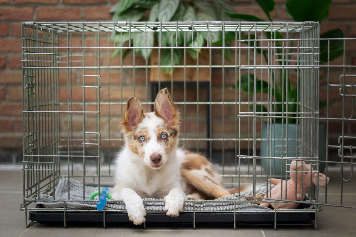 crate training a puppy