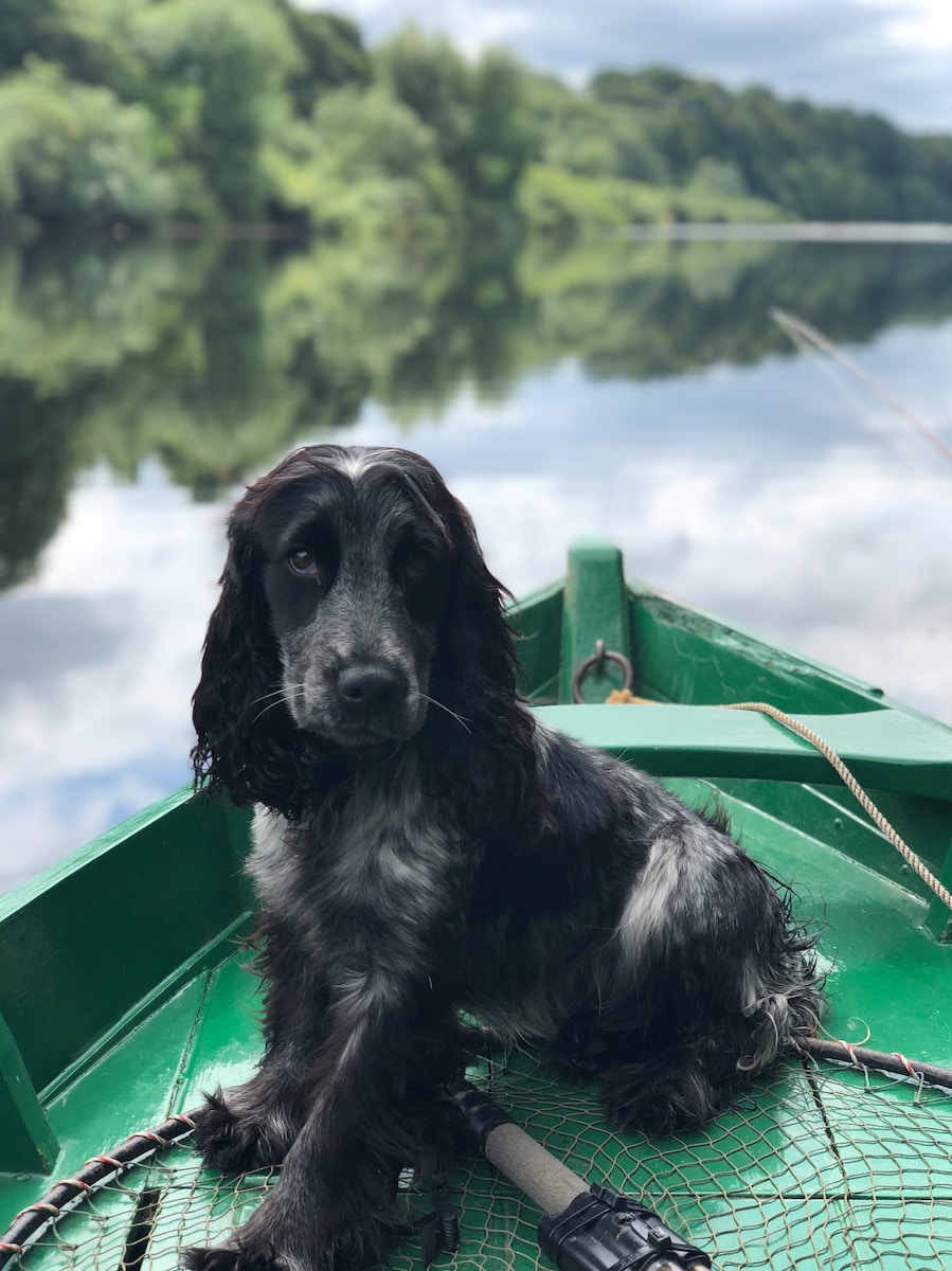 black dog sitting on boat on body of water - dog training for anxiety