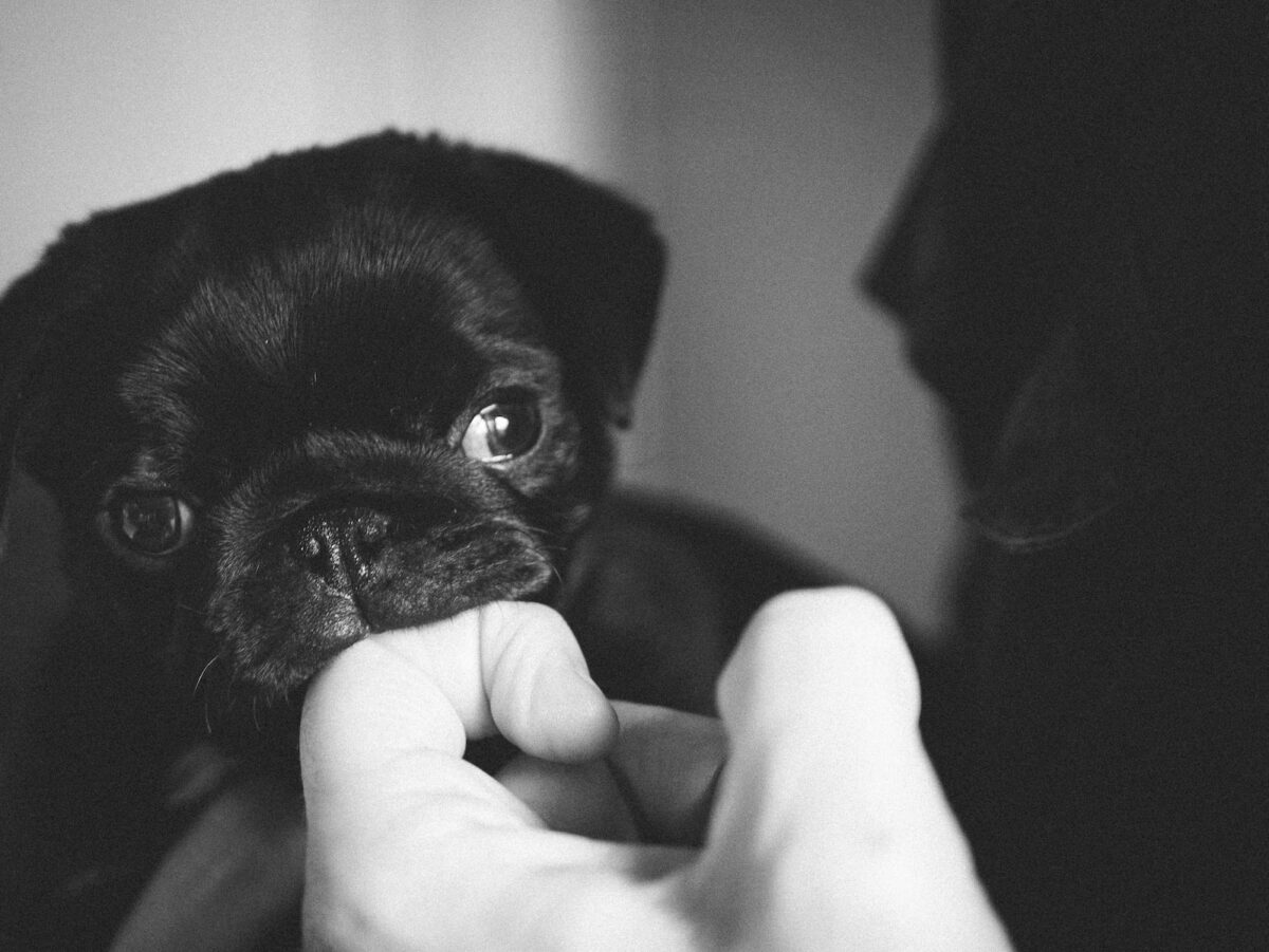 grayscale photo of pug puppy