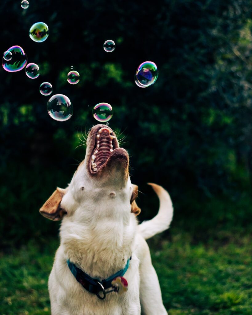 a dog with its mouth open and bubbles in the air