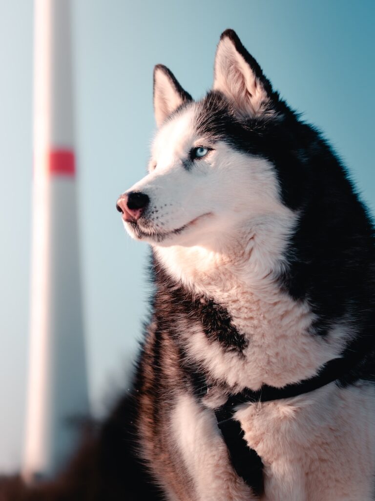 black and white siberian husky - difficult breeds to dog train