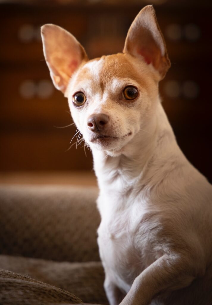 white and brown chihuahua mix puppy