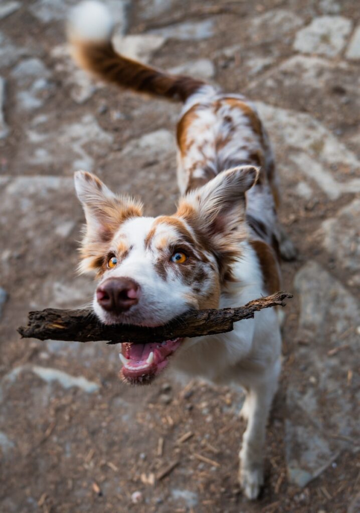 a dog holding a stick in its mouth - teach your dog to fetch