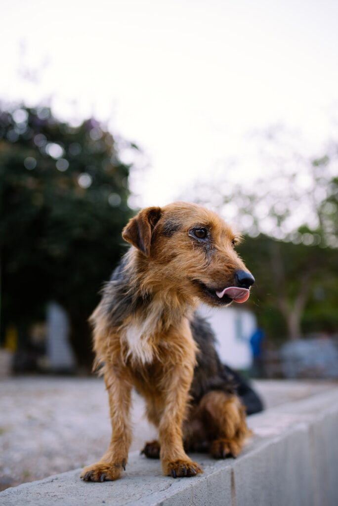 brown and black short coated dog