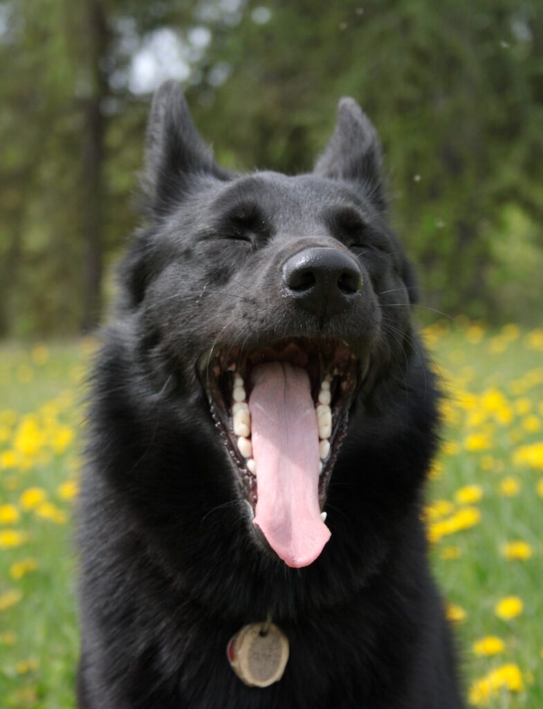 a black dog with its mouth open in a field of flowers - yawning dog. dog training for anxiety