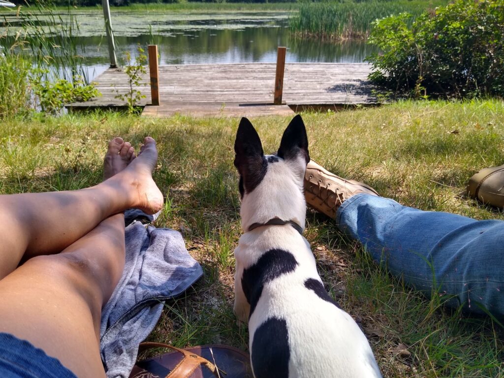 rat terrier training